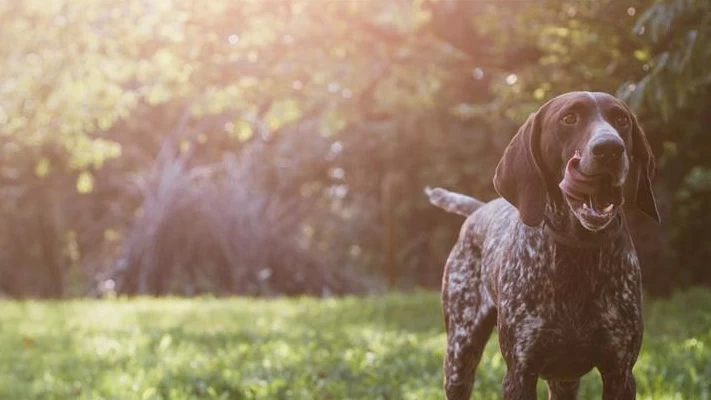 Продукты Grandorf Petfood, Ягнёнок с Индейкой для Юниоров средних и ...